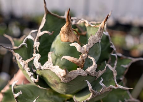 Agave titanota caesar 凱薩