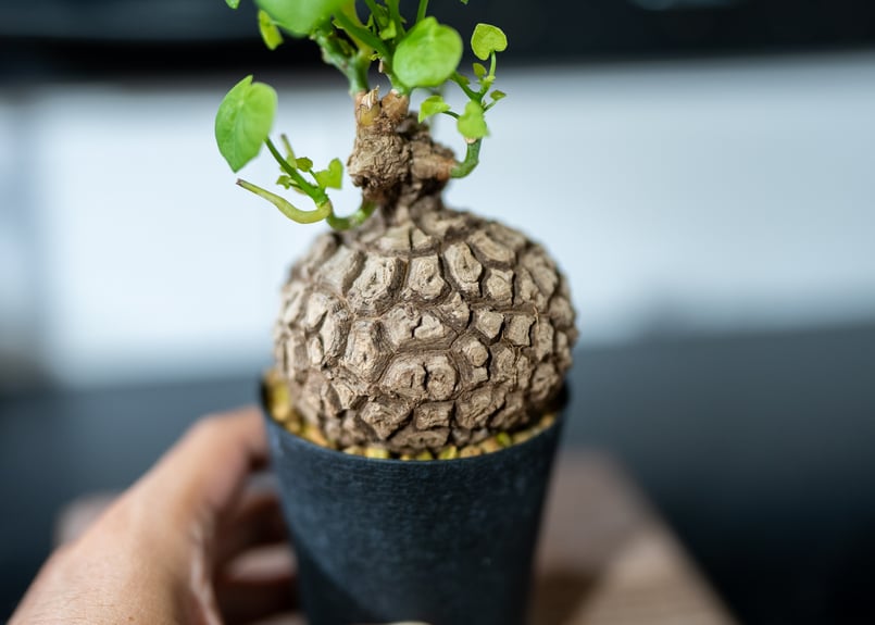 ステファニア スベローサ | mana's green:塊根植物販売|マナズ ステファニア スベローサ | mana's green:塊根植物販売|マナズ