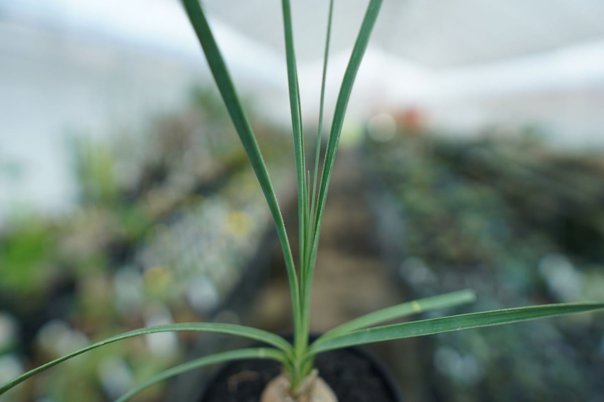 ボーカルネア グラキリス Beaucarnea gracilis No. 1 | mana's