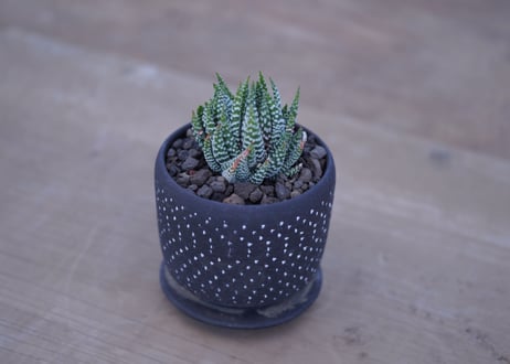 ハオルチア　鷹の爪　Haworthia reinwardtii