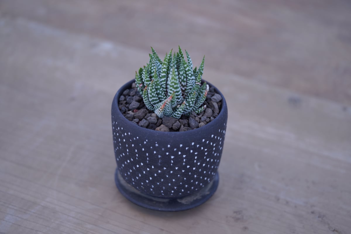 ハオルチア 鷹の爪 Haworthia reinwardtii | mana's farm:塊