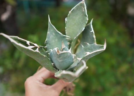 Agave titanota 白鯨 E NO.1