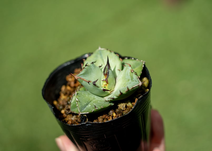 アガベ オテロイ 沖縄実生 No.1 | mana's farm:塊根植物・アガベ