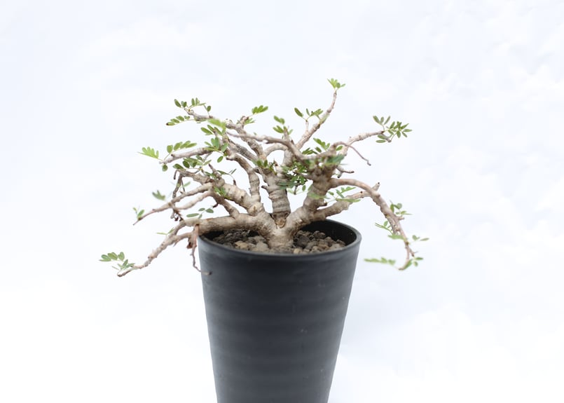 【極上実生】センナ・メリディオナリス 厳選優良株大① ぷっくり塊根 樹形抜群 ！ 植物】センナ メリディオナリス 良型実生株 <2> | A-PLANTS|塊根植物販売