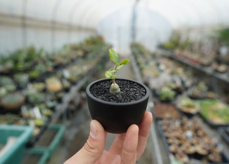 フォッケア　エデュリス　”火星人”　Fockea edulis  No.1