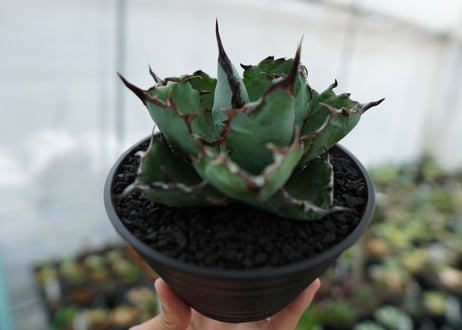 アガベ　チタノタ　 ブラックアンドブルー 　Agave titanota black and blue　NO.6