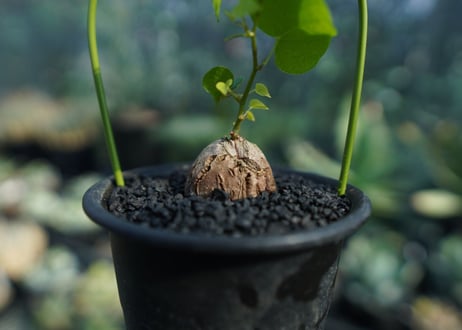 亀甲竜　Dioscorea elephantipes No.2