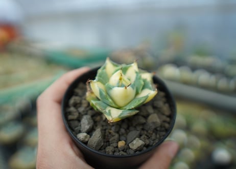 アガベ　王妃雷神錦　黄中斑　Agave　“Ohi Raijin Nishiki Kinakahu”