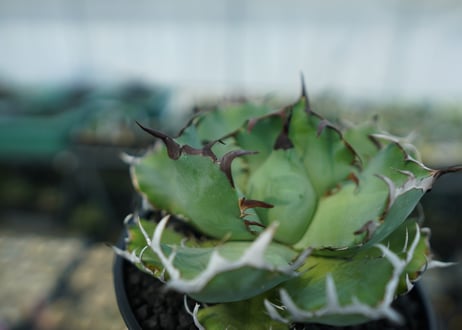 アガベ　チタノタ　黒鯨　Agave titanota black whales　No.3