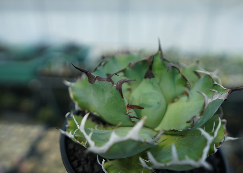 [大株]黒鯨 チタノタ アガベ オテロイ アガベ チタノタ FO-076 