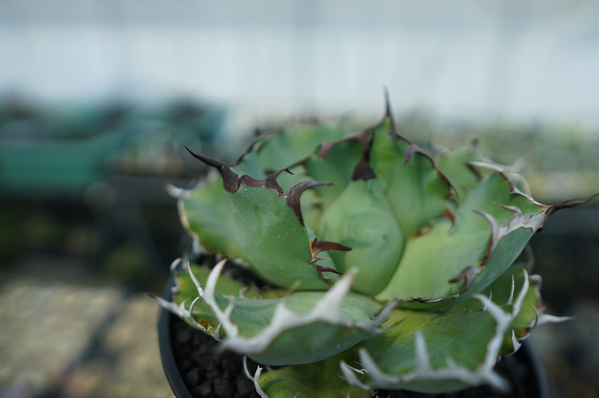 希少 アガベ チタノタ 黒鯨 Agave titanota アガベ チタノタ 黒鯨 Agave titanota black whales No.3 |