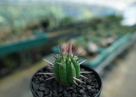ユーフォルビア　フェロックス　Euphorbia ferox  No.2