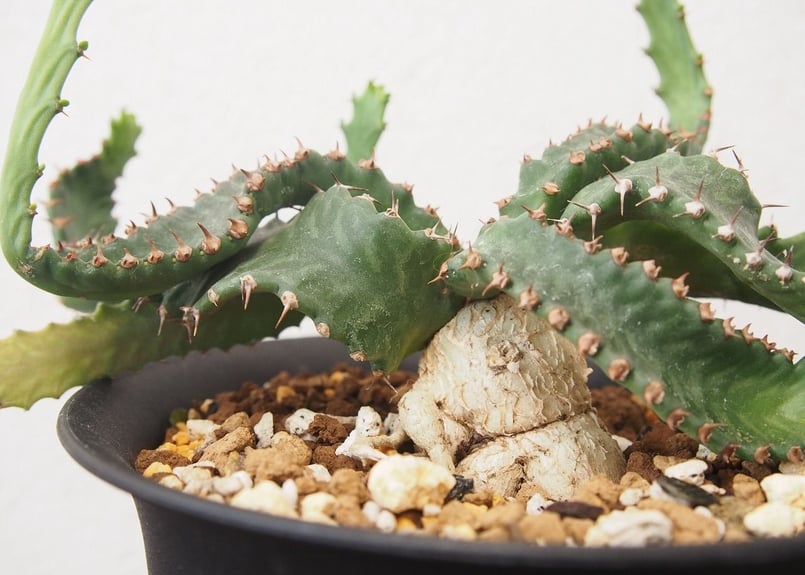 ユーフォルビア ステラータ Euphorbia stellata no.3 | mana's