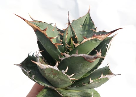 Agave titanota FO-76 dwarf  compacta  no.3