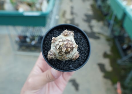 ドルステニア フォエチダ Dorstenia foetida　No.3