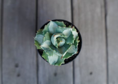 アガベ　王妃雷神錦　白中斑　Agave　“Ohi Raijin Nishiki Shironakahu”