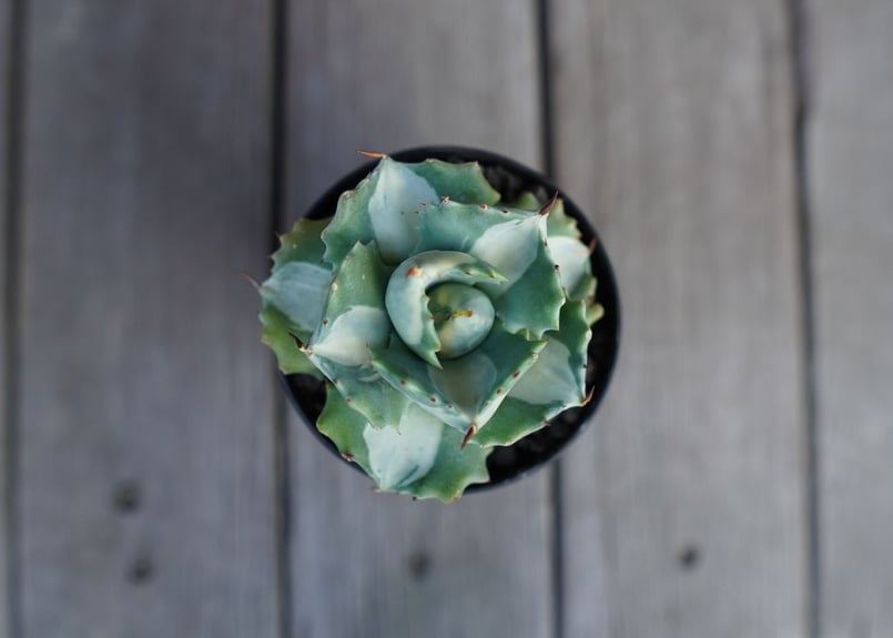 アガベ 王妃雷神錦 白中斑 Agave “Ohi Raijin Nishiki Shirona アガベ 王妃雷神錦 白中斑 Agave “Ohi Raijin Nishiki Shirona