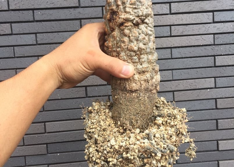 オペルクリカリア・パキプス2025-03 オペルクリカリア パキプス 現地株 発根済み | GREEN LUCK