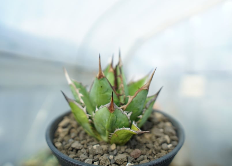 アガベ チタノタ 剣竜 Agave titanota Kenryu No.1 | mana's