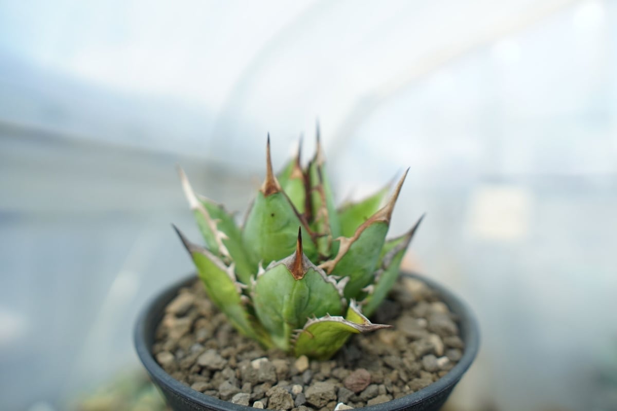 アガベ チタノタ 剣竜 Agave titanota Kenryu No.1 | mana's