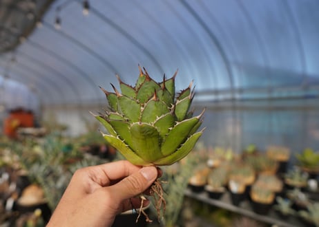 agave titanota 剣竜　No.12