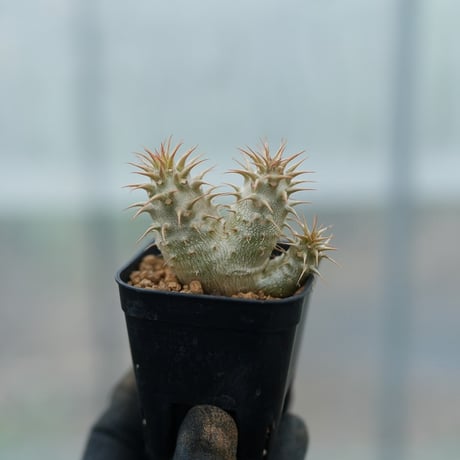 マカイエンセ | STORES