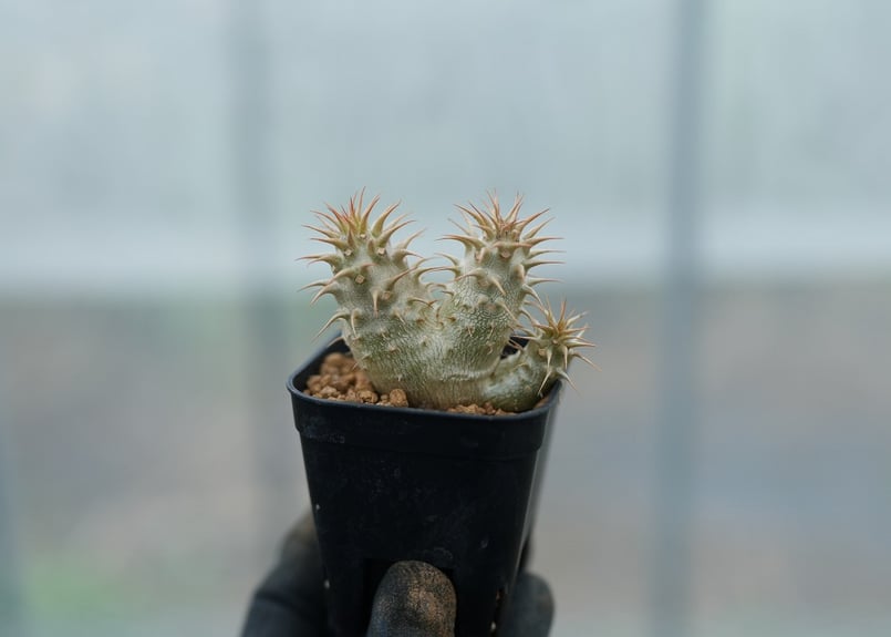 パキポディウム マカイエンセ 沖縄実生 No.1 [2026/02/12] | mana's