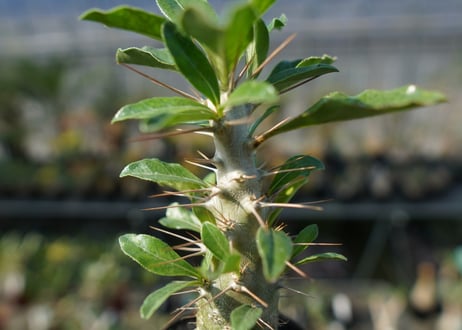 パキポディウム　サンデルシー　Pachypodeium saundersii