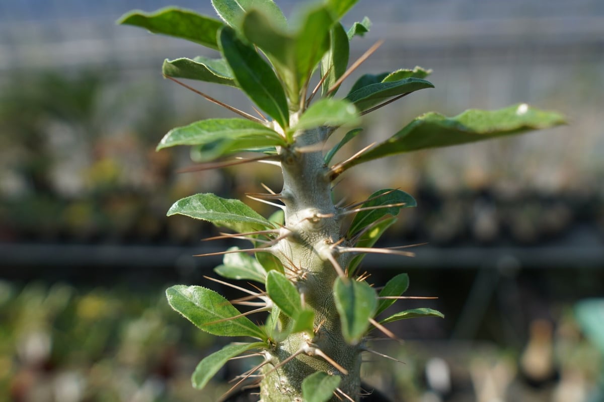 パキポディウム・サンデルシー （ Pachypodium saundersii ） パキポディウムサンデルシー | STORES