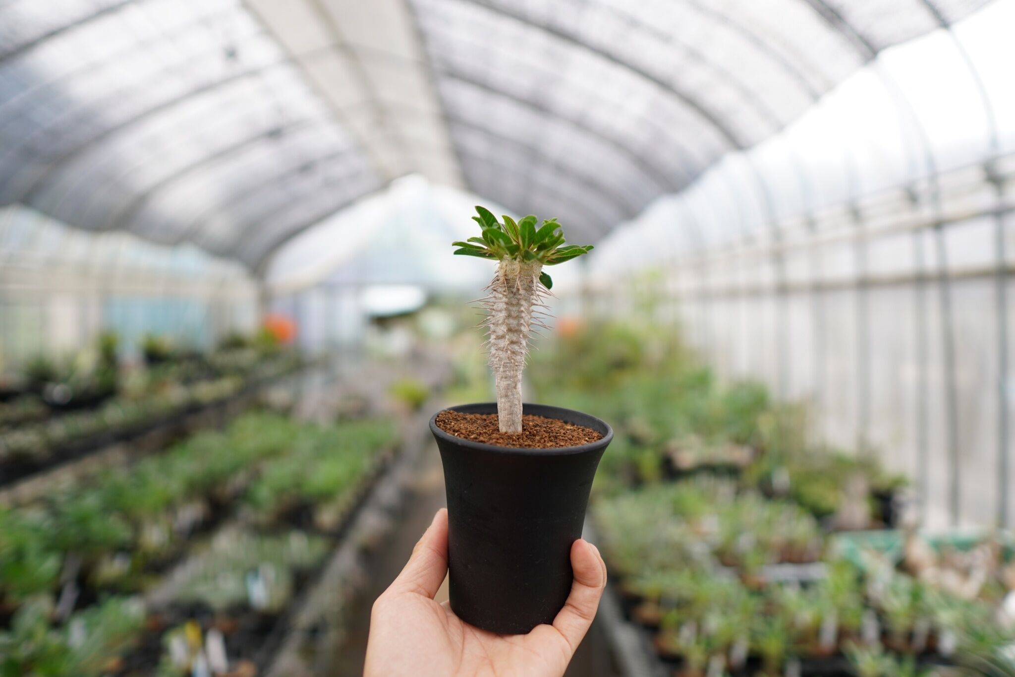 ユーフォルビアギラウミニアナ✳️現地球 多分岐 良型　塊根植物 良型！】ユーフォルビア ギラウミニアナ 実生【2】 | mana's farm