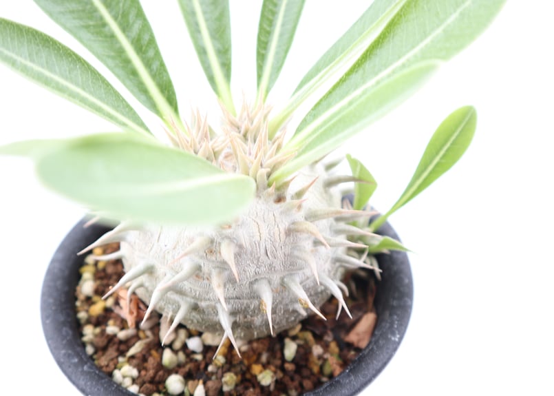 塊根植物 パキポディウム エブレネウム 観葉植物 幹