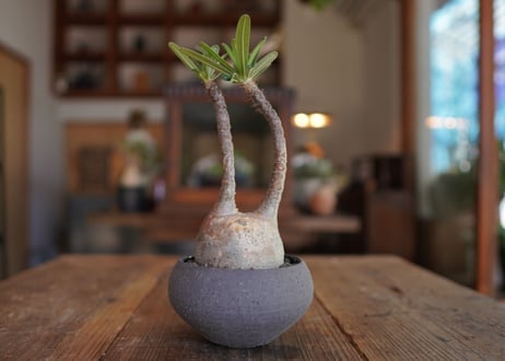パキポディウム　グラキリス　 Pachypodium Gracilius
