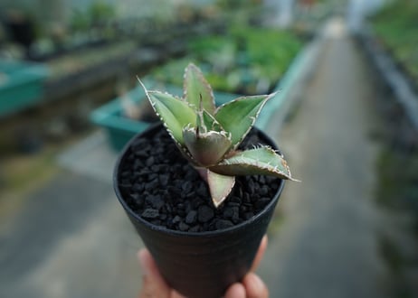 アガベ　チタノタ　FO-76　Agave titanota  FO-76　No.6