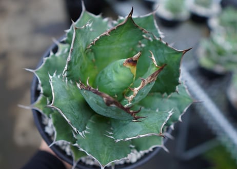 Agave Sowing seeds D 特大