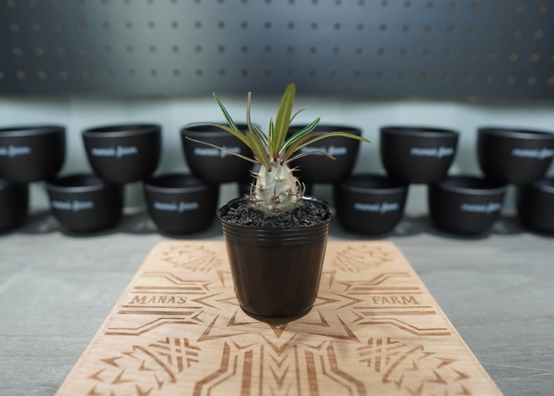 パキポディウム グラキリス 沖縄実生株 No.1 | mana's farm:塊根植物