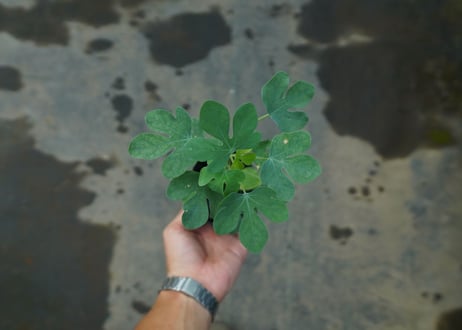 アデニア　グラウカ　Adenia glauca  No.3