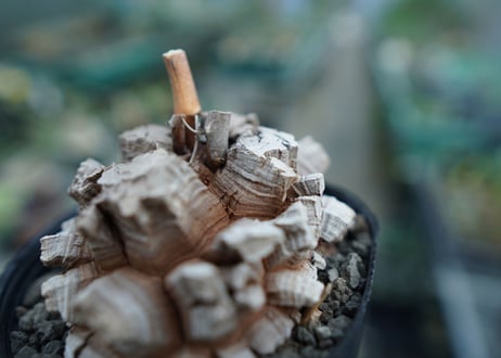 【長谷川園芸産】亀甲竜　Dioscorea elephantipes　No.7