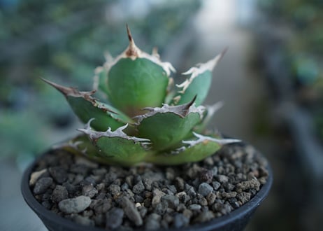 アガベ　チタノタ　FO-76　agave titanota  FO-76  No.10