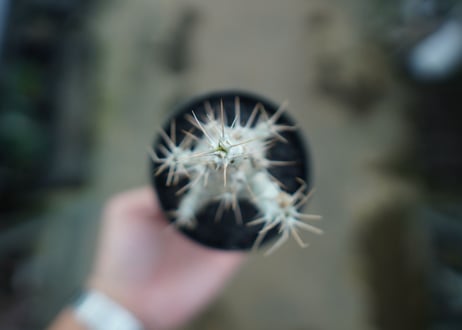 パキポディウム　サンデルシー　Pachypodeium saundersii　No.1