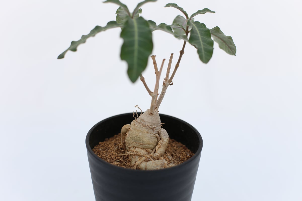 ラフィオナクメ・フラナガニー fit=scale-down,w=1200