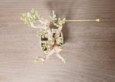 オトンナ クラビフォリア Othonna clavifolia 大株