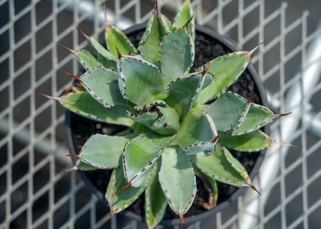 アガベ　キュービック　Agave potatorum 'Cubic'