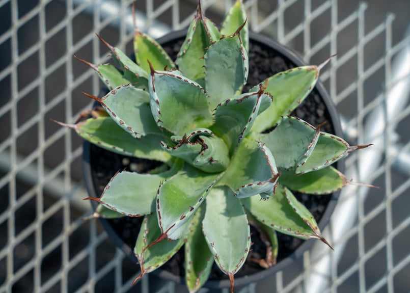 アガベ　キュービック　大株 キュービック L アガベ | toA Succulent