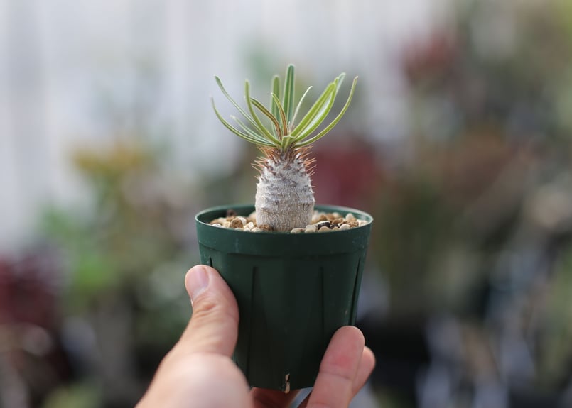 パキポディウム グラキリス | mana's farm:塊根植物・アガベ・ドライ