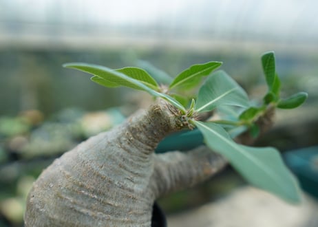 パキポディウム マカイエンセ　Pachypodium makayense　No.3