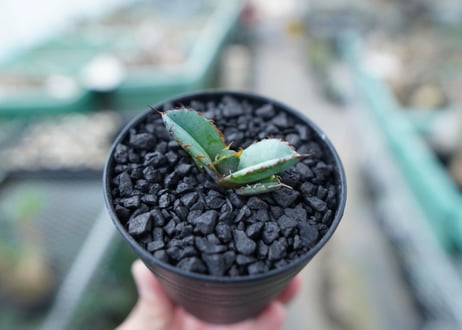 アガベ　チタノタ　 ブラックアンドブルー 　Agave titanota black and blue　No.16