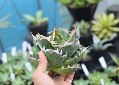 Agave titanota fo-76