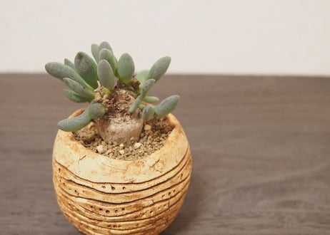 オトンナ クラビフォリア Othonna clavifolia no.2