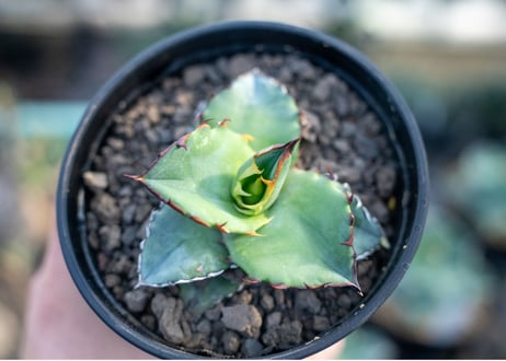 アガベ　チタノタ　ブルー　agave titanota Blue 　NO.4