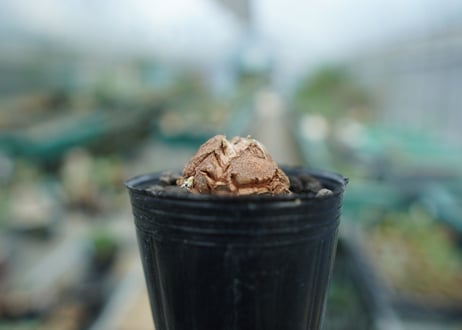 亀甲竜　Dioscorea elephantipes　No.6
